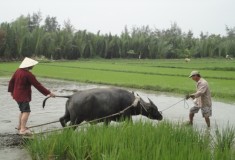 Hoi An Farming Tour